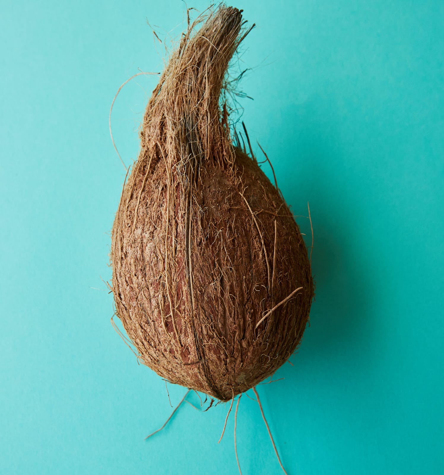 coconut2